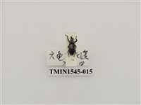 藏品(長錐象鼻蟲科)的圖片